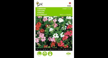 IJzerhard Compact kleurenmengsel - Verbena hybrida