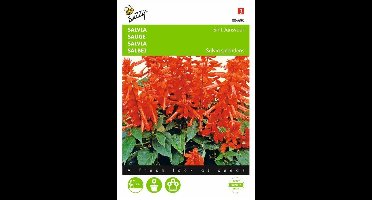 Vuursalie Sint Jansvuur - Salvia splendens