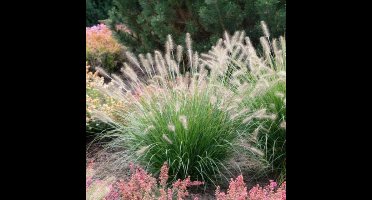 8 x Lampenpoetsersgras Hameln XL - Winterhard Siergras - Pennisetum 'Hameln' in C2(liter) pot met hoogte 10-20cm
