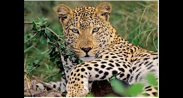 Ravensburger Luipaard