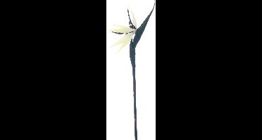 Buitengewoon de boet - Strelitzia creme/paars 84 cm kunstbloem