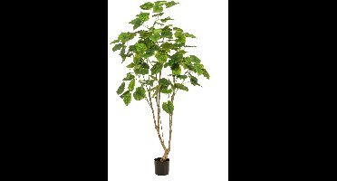 Fleurdirect Kunstplant Ficus Umbellata - Kunststof - Groen - 85 x 180 x 85 cm (BxHxD)
