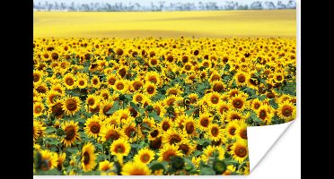 Poster Zonnebloem - Bloemen - Natuur - 30x20 cm