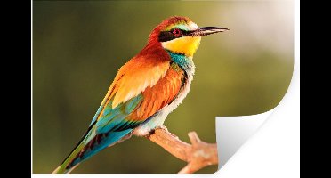 Muurstickers - Sticker Folie - Vogels - Bijeneter - Regenboog - Dieren - 30x20 cm - Plakfolie - Muurstickers Kinderkamer - Zelfklevend Behang - Zelfklevend behangpapier - Stickerfolie