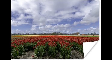Poster Rode tulpen bij de Keukenhof in Zuid-Holland - 30x20 cm