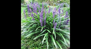 50 x Leliegras - Wintergroen Siergras - Liriope muscari in 9x9cm pot met hoogte 5-10cm