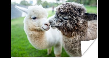 Poster Alpaca's - Dieren - Wol - 30x20 cm