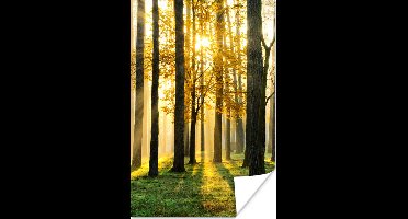 Poster Bos - Zon - Bomen - Gras - Landschap - Natuur - 20x30 cm