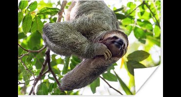 Poster Een lachende luiaard hangend in de groene bomen - 30x20 cm