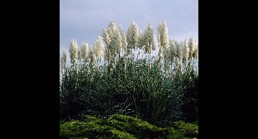 50 x Pampasgras Wit - Hoog Siergras - Cortaderia selloana in 9x9cm pot met hoogte 5-10cm