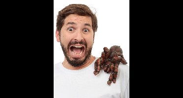 Buddy Tarantula Spin