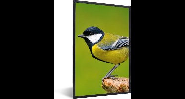 PosterMonkey - Poster - Fotolijst - Vogel - Koolmees - Groen - Dieren - Foto in lijst - Kader - 80x120 cm - Poster vogels - Poster dieren - Wanddecoratie - Posterlijst - Posters