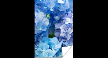 Poster Hortensia - Waterdruppel - Bloemen - Botanisch - Blauw - 20x30 cm