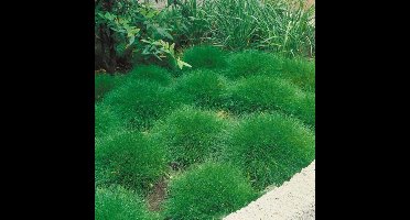 6 x Berenvel of Zwenkgras - Winterhard Siergras - Festuca gautieri in 9x9cm pot met hoogte 5-10cm