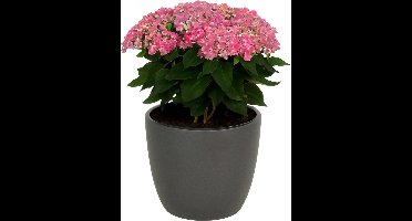 1x bloempot in kleur mat antraciet grijs keramiek voor kamerplant h13.5 x d15.5 cm- plantenpotten binnen