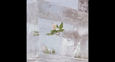 Efterklang - Windflowers (CD)