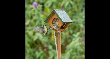 CJ Wildlife Pindakaaspothouder op Paal voor Vogels - Cork - Vogelpindakaas Houder met Gewichtssysteem - Vogelvoederhuisje Pindakaas - Bruin/Groen