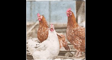 Esschert Design Pasen thema servetten - met kippen print - 60x stuks - 33 x 33 cm - Boerderij - wegwerp servetjes