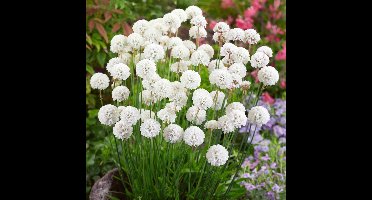 50 x Armeria pseudarmeria 'Ballerina White' - Engels Gras - Wintergroene Vaste Plant in 9x9 pot met hoogte 0-10cm