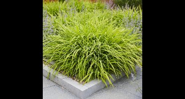 8 x Japans Berggras Groen XL - Hangend Winterhard Siergras - Hakonechloa macra in C2(liter) pot met hoogte 10-30cm