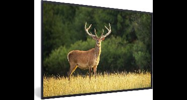 PosterMonkey - Fotolijst - Hert - Natuur - Weide - Bos - Natuur - Poster - 60x40 cm - Frame - Kader - Poster kader - Foto lijst - Poster natuur - Poster hert