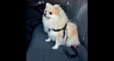 Veiligheidsharnas Hond Auto