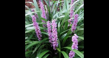 6 x Leliegras Royal Purple - Siergras Laag - Liriope muscari 'Royal Purple' in 9x9cm pot met hoogte 5-10cm