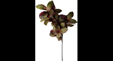 Buitengewoon de boet - Berkenblad groen rood 120 cm