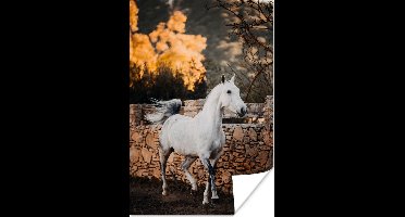 Poster Paard - Wit - Boom - Zon - 20x30 cm