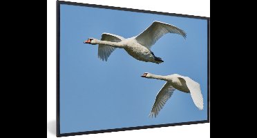 PosterMonkey - Poster - Fotolijst - Zwaan - Dieren - Blauw - Vogel - 120x80 cm - Poster dieren - Poster vogels - Foto in lijst - Poster lijst - Kader