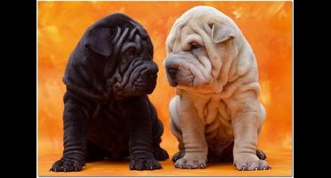 Legpuzzel - 500 stukjes - Puppies - Puzzel Educa