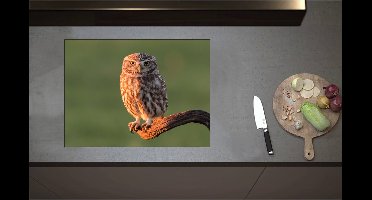 Inductieplaat Beschermer - Bruine Steenuil Zittend op Smalle Tak - 70x52 cm - 2 mm Dik - Inductie Beschermer - Bescherming Inductiekookplaat - Kookplaat Beschermer van Wit Vinyl