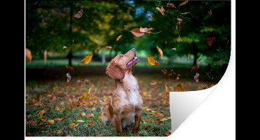 Muurstickers - Sticker Folie - Een Engelse cockerspaniël speelt met bladeren - 30x20 cm - Plakfolie - Muurstickers Kinderkamer - Zelfklevend Behang - Zelfklevend behangpapier - Stickerfolie