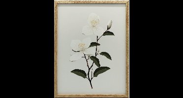 Muurposter Jasmijntak Bloemen Zonder Lijst 50X70 Cm Mat