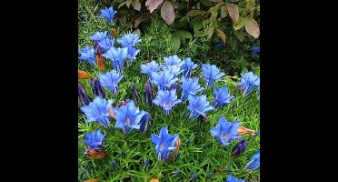 6 x Herfstgentiaan Blauw - Bodembedekker Winterhard - Gentiana sino-ornata 'Eugens Allerbester' in 9x9cm pot met hoogte 5-10cm
