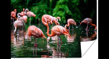 PosterMonkey - Poster - Fotolijst - Vogel - Water - Flamingo - Tropical - Dieren - 90x60 cm - Poster in lijst - Poster flamingo - Foto met lijst - Poster met kader