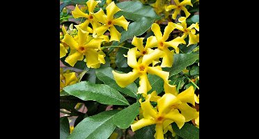 12 x Toscaanse Jasmijn Geel - Geurende Sterjasmijn Klimplant Wintergroen - Trachelospermum jasminoides Star of Toscane in C2(liter) pot met hoogte 50-60cm