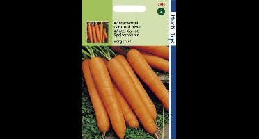 Hortitops zaden - Wortelen Bergen F1