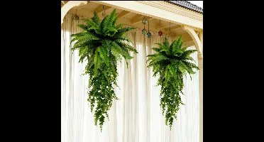 2 stuks Boston Kunstvarens - 82 cm - Hangplant voor buiten, bruiloftstuindecoratie - Geen onderhoud - Perfect voor lente-, zomerdecoratie