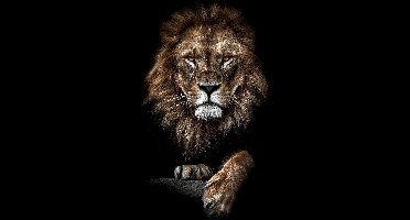 Leeuw op Textiel in Frame - WallCatcher | Staand 80 x 120 cm | Breed zwart Textielframe 27 mm Lion King