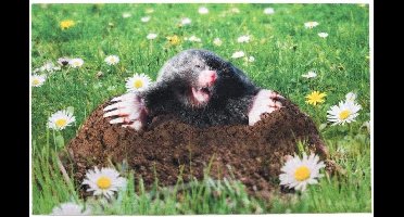 Esschert Design Deurmat 45,4 X 75 Cm Polyester/pvc Groen/bruin