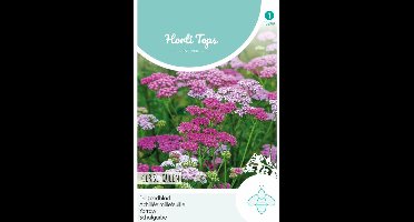Duizendblad Cerise Queen