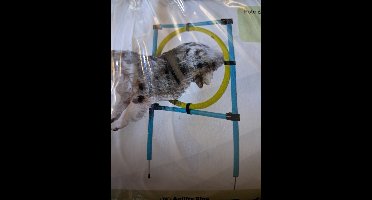 Zoofari Agility Ring - Springring ca. 65 cm - 9- delig