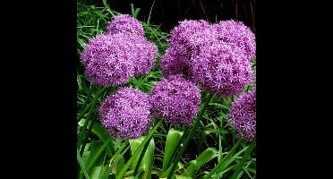 6 x Allium 'Globemaster' - Sierui In 9x9 pot met hoogte 0-10 cm