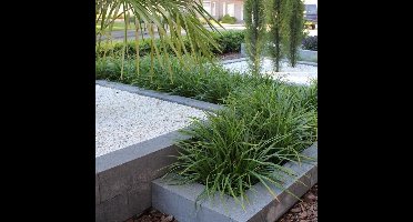 25 x Carex morrowii L - Zegge in C1(liter) pot met hoogte 10-20cm