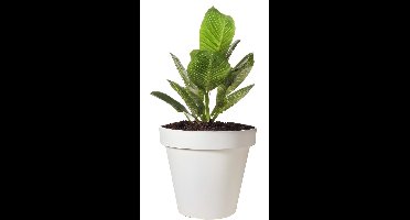 Pro Garden Bloempot - wit - rond - D25 cm - kunststof - plantenpot - tuin buiten