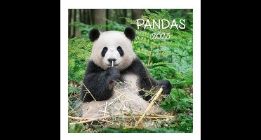 Panda's Kalender 2023 - 30x30cm