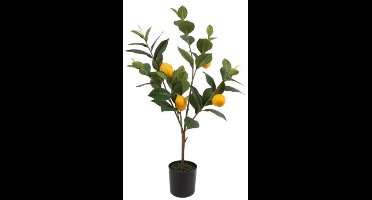 Countryfield Citroen Boompje