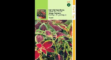 2 stuks Hortitops Coleus Blumei Regenboogmengsel
