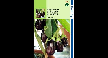 2 stuks Hortitops Aubergine Patio Baby F1 (vh mini Ophelia F1) hybride